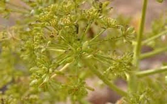 تصویر 2 از خرید و قیمت گیاه آنغوزه خشک + فروش عمده